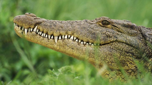Dây đồng hồ da cá sấu và cách bảo quản