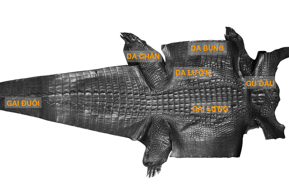 Tất tần tật về da cá sấu