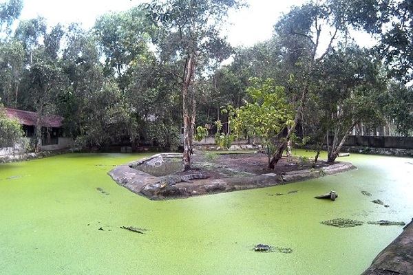 Khám Phá Trang Trại Nuôi Cá Sấu Lớn Nhất Tại Sài Gòn