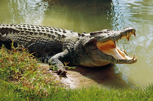 Những sự thật về loài cá sấu