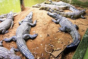 Hai mặt khi quyết định mở trang trại nuôi cá sấu